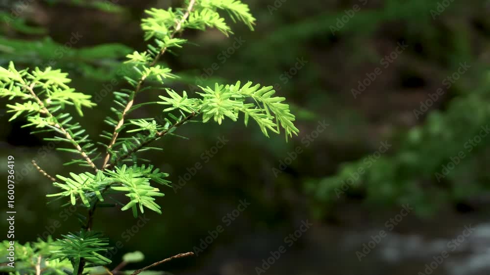 風に揺れる渓流に生える植物 風に揺れる渓流に生える植物