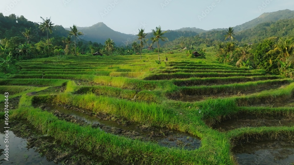 Panoramic View of Rice Terraces in Bali, Indonesia. Top aerial drone view of green rice fields. Panoramic View of Rice Terraces in Bali, Indonesia. Top aerial drone view of green rice fields.