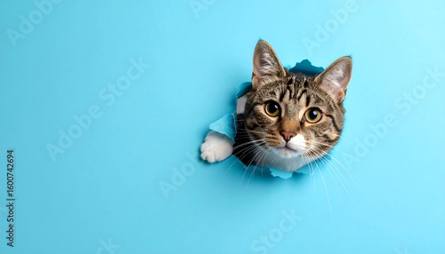 Curious tabby cat peeking through a hole in a vibrant light-blue background
