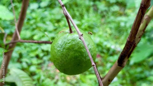 Wallpaper Mural guava fruits, Lush Green Grass and Tree Leaves in Natural Setting – 4K Nature Footage

 Torontodigital.ca