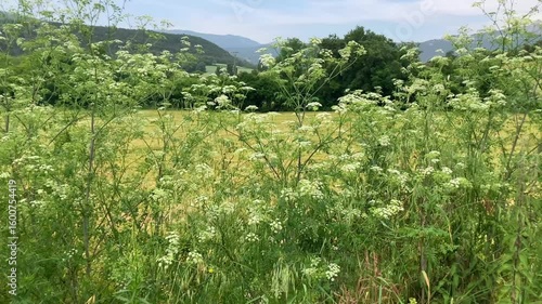 Hemlock plants (Conium maculatum), a toxic or poisonous and deadly species
