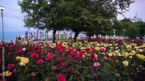 Colourful roses in Pogradec park in Albania right after sunset. - June 16. 2025