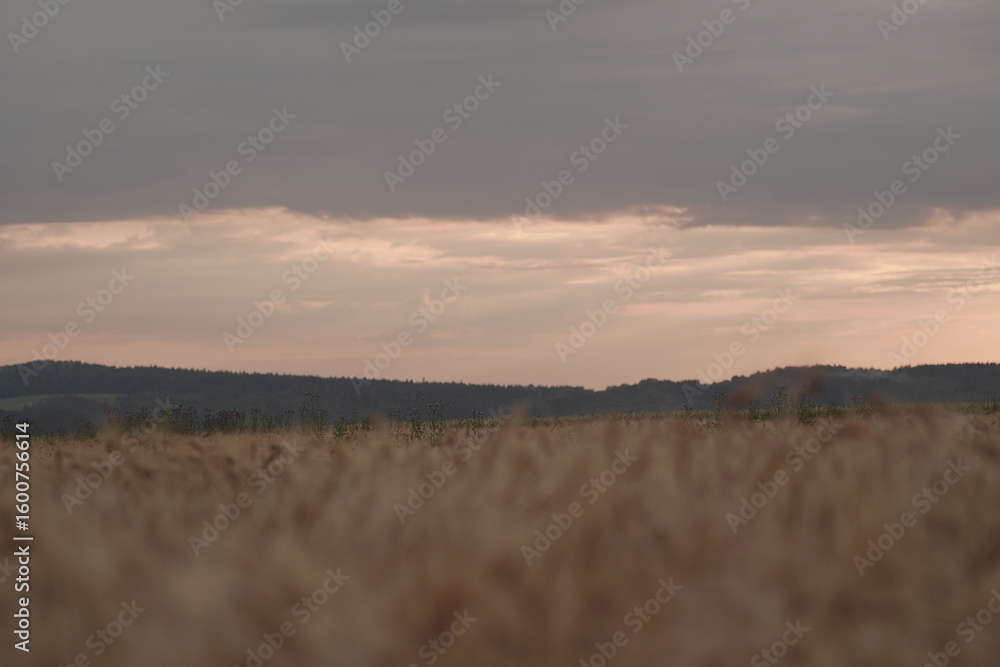 Fototapeta premium a field of mature wheat plants, with their golden-brown ears and long, slender stalks. The plants are swaying slightly in what appears to be a gentle breeze, creating a textured and dynamic pattern a