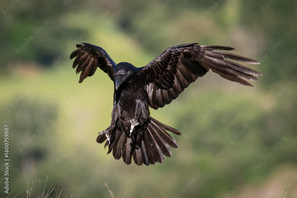 Fototapeta premium Raven Landing