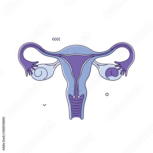 Understanding the female reproductive system its anatomy and functions explained simply