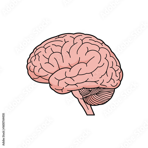 The human brain anatomy and its remarkable functions detailed study guide