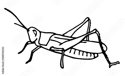 grasshopper illustration bug animal macro nature outline vector