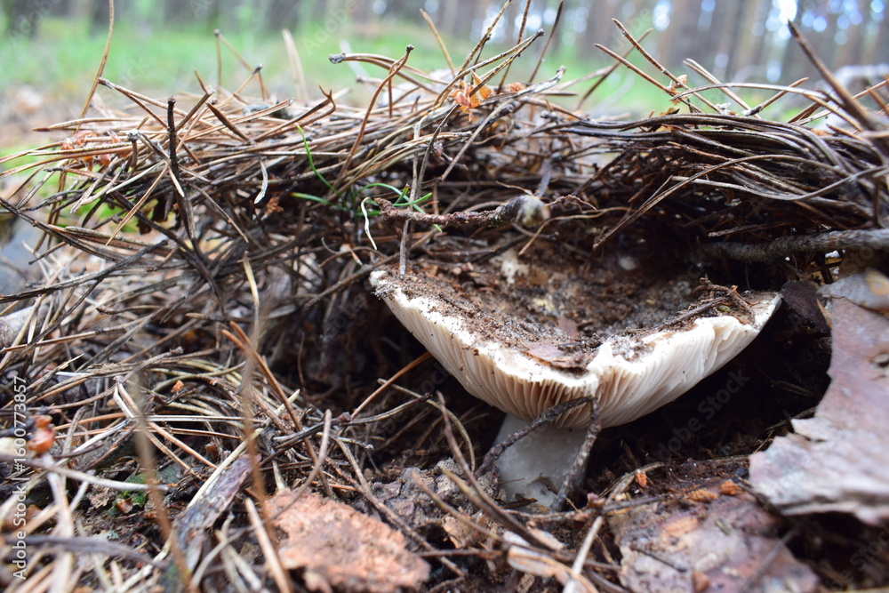 Fototapeta premium Wild forest mushrooms in natural habitat, growing among moss, pine needles, and twigs. Macro nature photography with earthy tones and textures