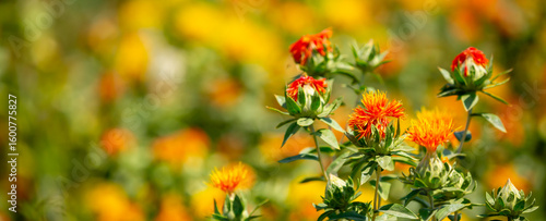 Photos Blooming orange safflower close-up