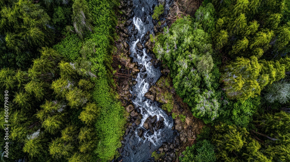 Aerial View Of A Forest Creek Aerial View Of A Forest Creek