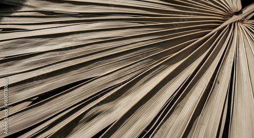 Wallpaper Mural Dried palm leaf texture with natural lines and muted colors Torontodigital.ca