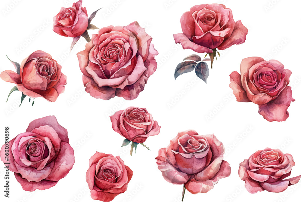 Fototapeta premium set of roses vector illustration