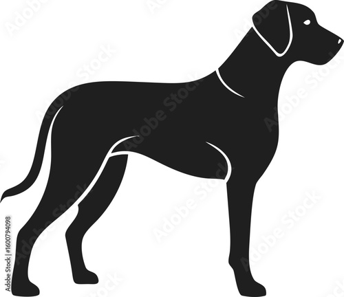 Rhodesian Ridgeback dog silhouette with muscular build, curved tail, and proud stance for iconic African breed