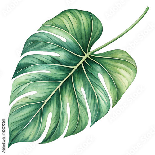 Stylized tropical Monstera leaf illustration isolated on transparent background, perfect for botanical designs, nature art, packaging, decor, or tropical-themed visuals