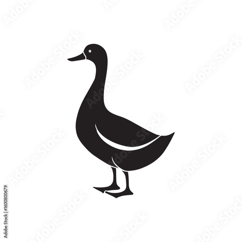 Single wild waterfowl duck with orange beak isolated on a clean white background