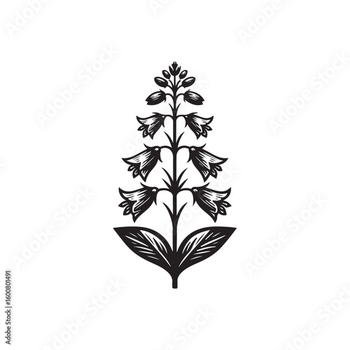 Vintage botanical illustration of a tall stemmed plant with bell shaped flowers and leaves