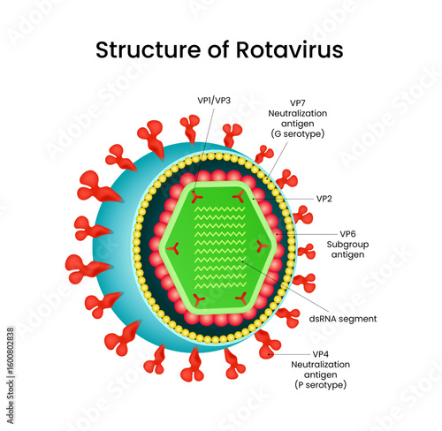 Diagram of the Rotavirus Structure