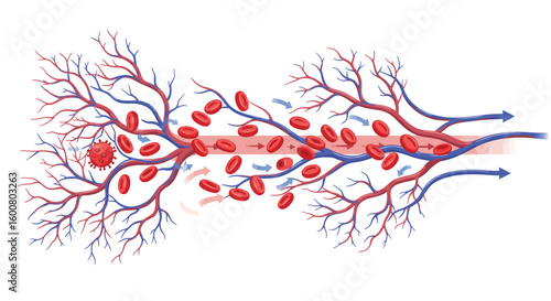 Detailed anatomy of human blood circulation with red and white blood cells