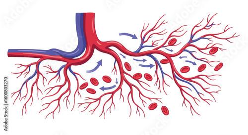 Detailed diagram of human blood vessels with red and blue arteries and veins