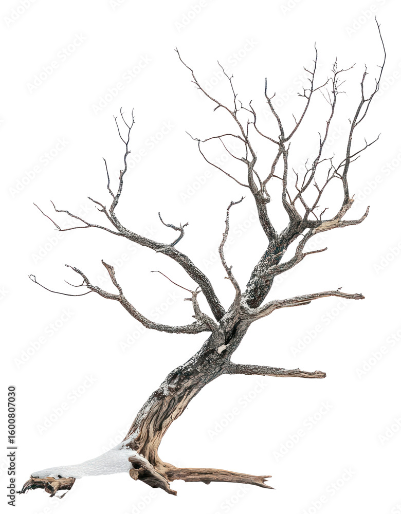 Fototapeta premium PNG Dead tree isolated winter ground.
