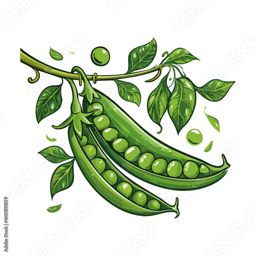 Green peas on a branch vector color illustration. Image of vegetables on an isolated background for packaging and design
