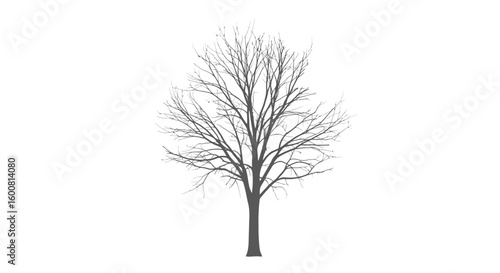 Bare Tree Silhouette on White Background Depicting Winter's Stark Beauty for Design Projects 65445546456465464656546545645654