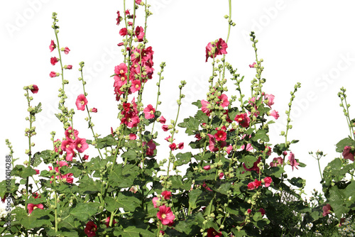 Flowering common hollyhock (Alcea rosea) plants with red flowers in summer garden isolated on white background