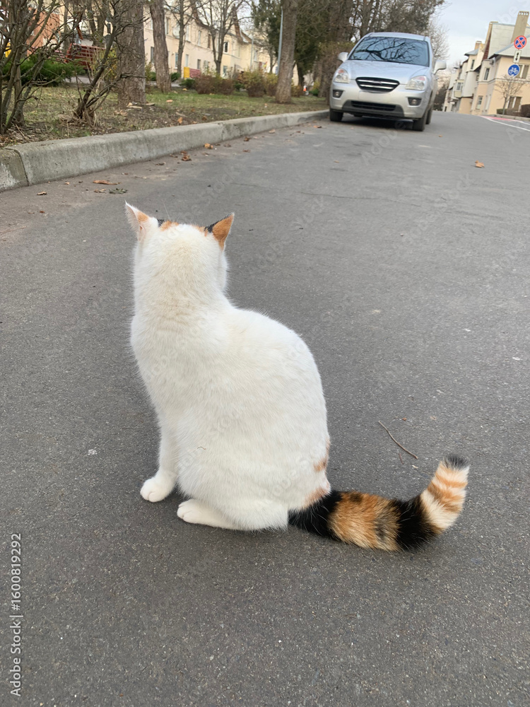 Cat with white fur, multi-coloured ears and multi-coloured tail sits in middle of street, cat's colouring is typical of female cats Cat with white fur, multi-coloured ears and multi-coloured tail sits in middle of street, cat's colouring is typical of female cats
