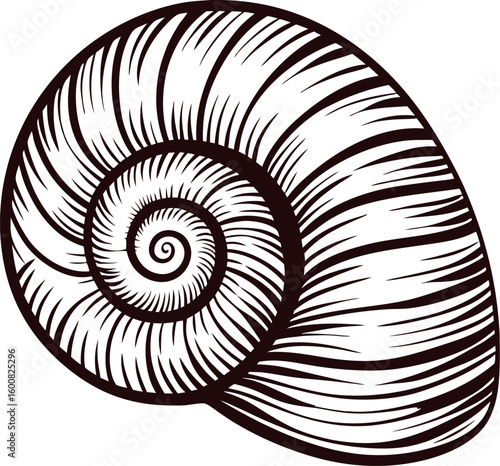 Hand drawn spiral seashell illustration isolated on white background vintage black and white marine shell sketch