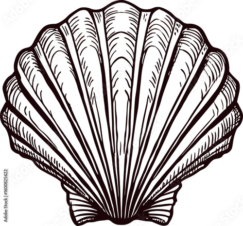 hand drawn scallop seashell isolated on white background vintage engraved marine illustration