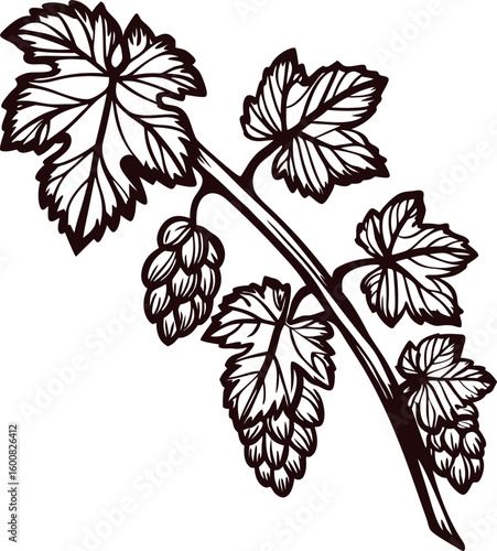 Hand drawn hop plant branch with leaves and cone flowers isolated on white background vintage illustration