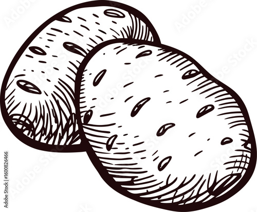 Hand drawn sketch of two rustic potatoes isolated on white background vintage engraving illustration