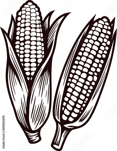 Hand drawn corn cobs sketch isolated vintage engraved maize illustration on white background