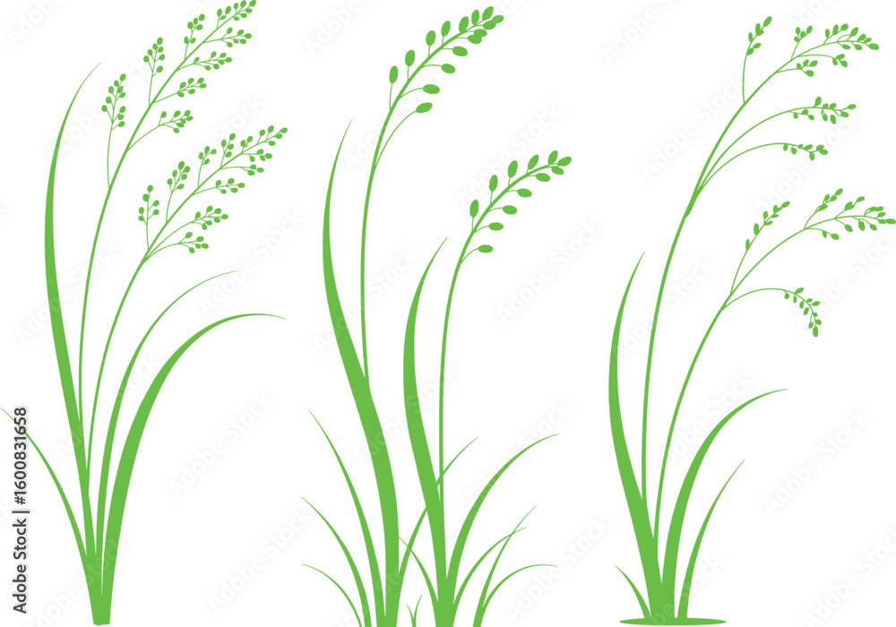 Φωτογραφία Green silhouette of grass and seed heads on white background illustrating nature