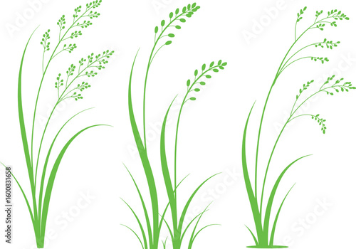 Green silhouette of grass and seed heads on white background illustrating nature and organic elements