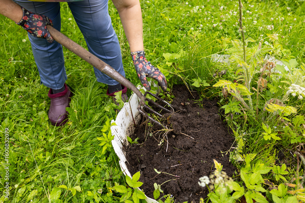 Fototapeta premium An older woman with blonde hair works in the garden. A woman is digging garden beds.