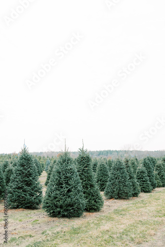 Christmas Tree Farm