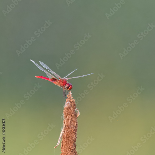 Trithemis dragonflies are small, vibrant odonates known for vivid red, violet, or golden colors. Found near freshwater habitats, they are fast flyers and popular macro subjects in nature photography
