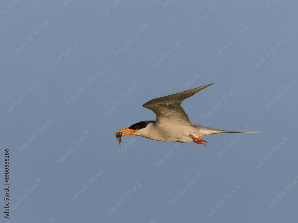 Obraz premium River Tern Sterna aurantia with a fish kill flight flying flyVulnerable on IUCN Red List of Threatened Birds. Sleek bird black cap yellow bill long wings Rivers lakes Dives for fish graceful flight