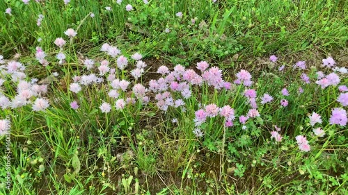 Wild garlic (Allium roseum) in flower
