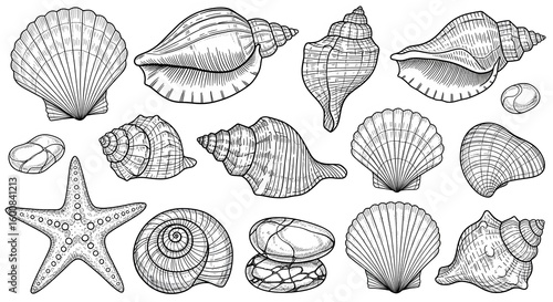 Intricate Collection of Marine Shells and Starfish Illustrations in Detailed Line Art Style