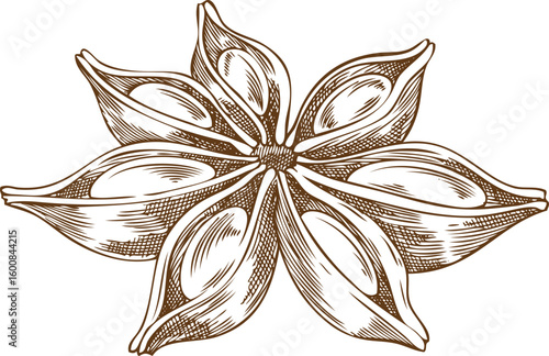 Anise star sketch icon, vector engraved hand drawn aromatic spice plant, dry flavor condiment, mulled wine ingredient