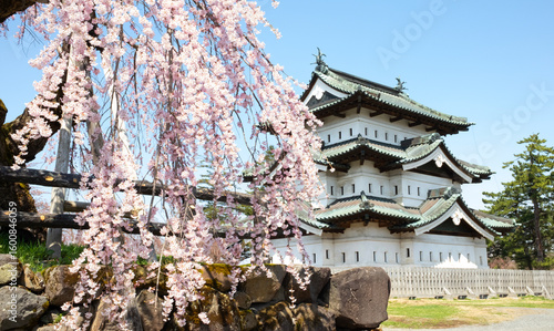 Obraz na plátně Cerasus itosakura or called it weeping cherry tree in Hirosaki park