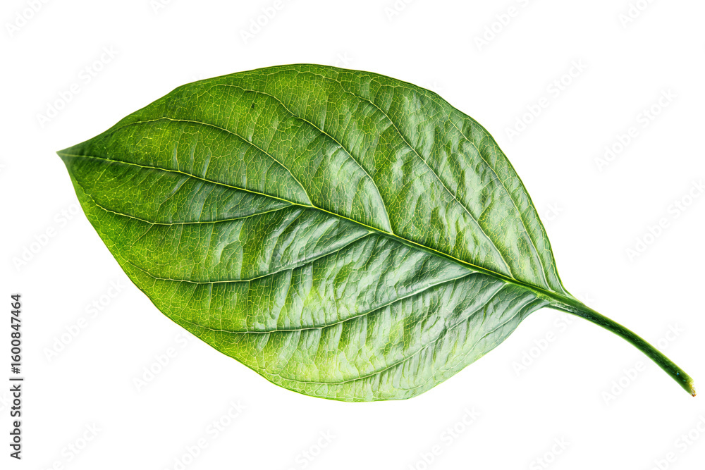 Obraz premium a green leaf on a white background