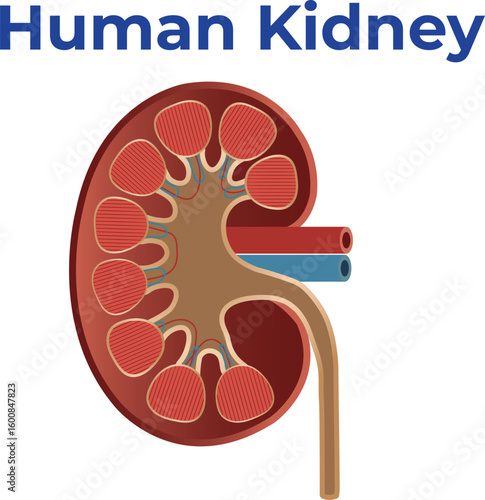 Human Kidney Structure Function and Diseases Explained