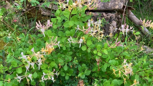 The honeysuckle Lonicera etrusca in bloom