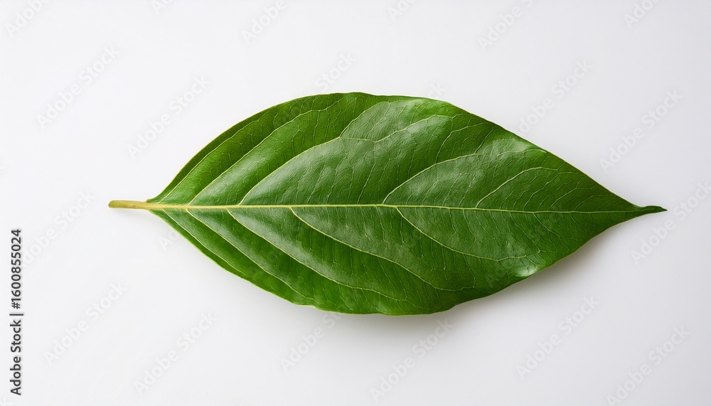 Obraz premium top down view of 2 young leaves laid horizontally white background