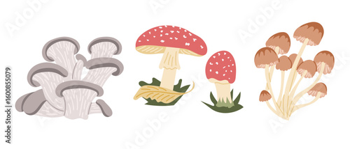 Colorful flat style illustration of three different mushroom types including edible and toadstool varieties. Reflects the concept of forest nature, fungi diversity, foraging and botanical elements
