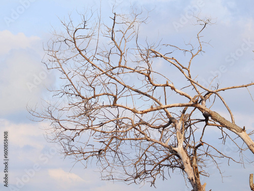 dead tree against blue sky