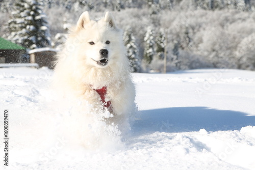 Samoyede